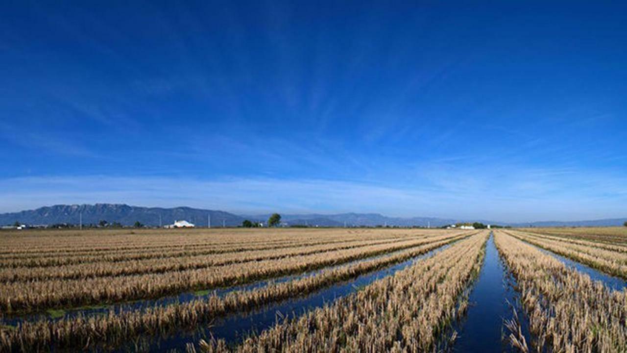 Mi Apartamento En El Delta Del Ebro+ Deltebre Eksteriør billede