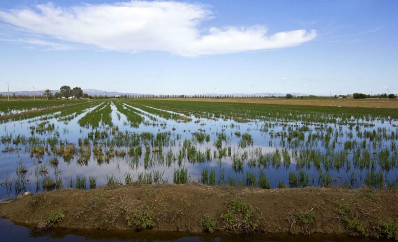Mi Apartamento En El Delta Del Ebro+ Deltebre Eksteriør billede